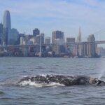 alerta-biologica:-el-calentamiento-de-los-oceanos-empuja-a-las-ballenas-a-una-«trampa-mortal»