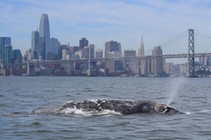 alerta-biologica:-el-calentamiento-de-los-oceanos-empuja-a-las-ballenas-a-una-«trampa-mortal»