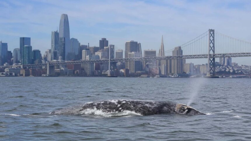 alerta-biologica:-el-calentamiento-de-los-oceanos-empuja-a-las-ballenas-a-una-«trampa-mortal»