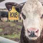fallo-clave-en-el-agro:-sentencian-a-un-productor-por-el-faltante-de-casi-2.000-cabezas-de-ganado