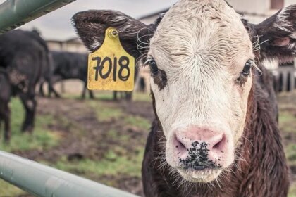 fallo-clave-en-el-agro:-sentencian-a-un-productor-por-el-faltante-de-casi-2.000-cabezas-de-ganado