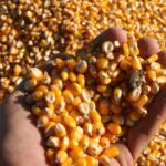 la-cosecha-sera-record-pero-con-renta-ajustada-y-variada