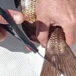 polemica-medida:-pescadores-deberan-cortar-la-aleta-caudal-de-los-peces-o-enfrentar-multas