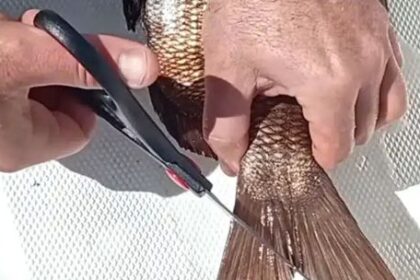 polemica-medida:-pescadores-deberan-cortar-la-aleta-caudal-de-los-peces-o-enfrentar-multas
