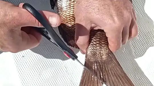 polemica-medida:-pescadores-deberan-cortar-la-aleta-caudal-de-los-peces-o-enfrentar-multas