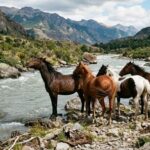 la-leccion-de-los-caballos-y-el-rio:-por-que-vivimos-desconectados
