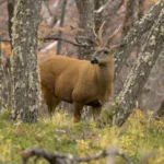 the-loneliest-deer-in-the-andes-—-and-the-debate-over-rewilding
