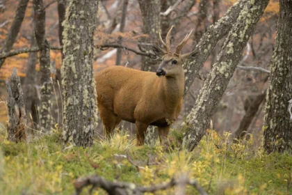 the-loneliest-deer-in-the-andes-—-and-the-debate-over-rewilding