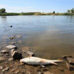 alerta-en-los-rios:-detectan-fentanilo-y-antidepresivos-acumulados-en-peces-de-agua-dulce