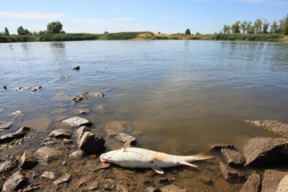 alerta-en-los-rios:-detectan-fentanilo-y-antidepresivos-acumulados-en-peces-de-agua-dulce