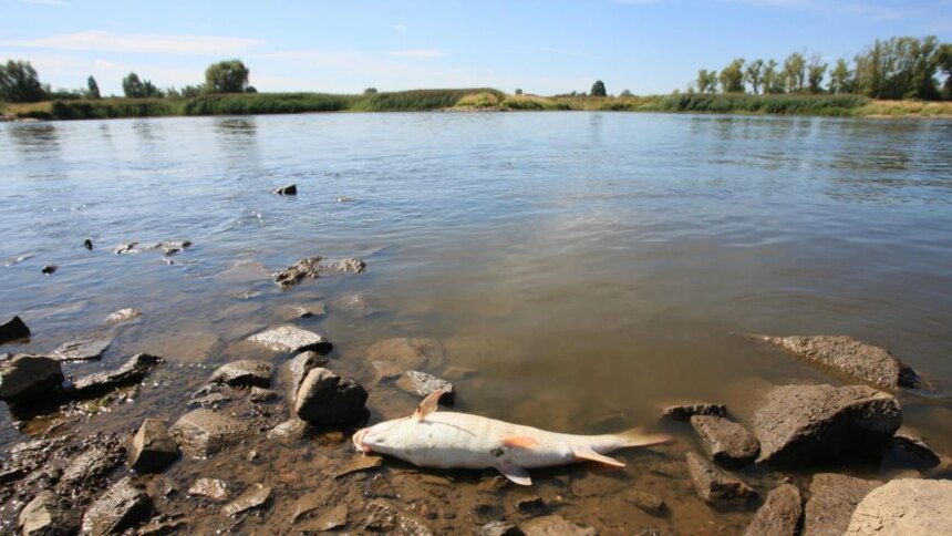 alerta-en-los-rios:-detectan-fentanilo-y-antidepresivos-acumulados-en-peces-de-agua-dulce