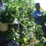 ¿soja-por-yerba?-|-martin-sereno-advirtio-que-la-propuesta-de-la-libertad-avanza-“no-cuaja-con-la-realidad-misionera”