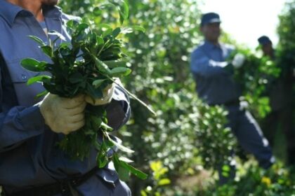 ¿soja-por-yerba?-|-martin-sereno-advirtio-que-la-propuesta-de-la-libertad-avanza-“no-cuaja-con-la-realidad-misionera”