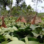 yerba-mate-|-tras-la-quita-de-las-facultades-del-inym,-misiones-dejo-de-percibir-$400-mil-millones-en-concepto-de-circulante