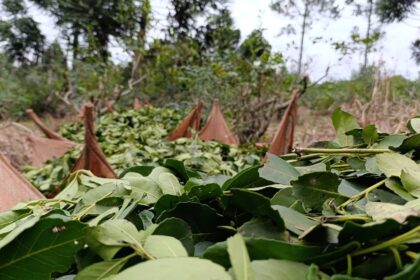yerba-mate-|-tras-la-quita-de-las-facultades-del-inym,-misiones-dejo-de-percibir-$400-mil-millones-en-concepto-de-circulante