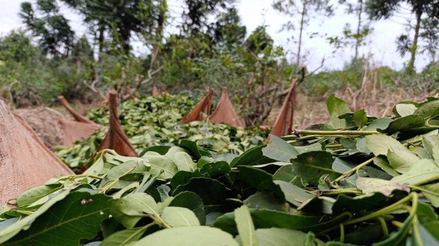 yerba-mate-|-tras-la-quita-de-las-facultades-del-inym,-misiones-dejo-de-percibir-$400-mil-millones-en-concepto-de-circulante