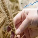 el-trigo-se-dispara-por-la-guerra-y-la-menor-oferta-global:-¿cambian-los-planes-de-siembra-de-los-productores-argentinos?
