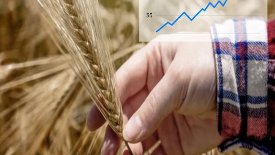 el-trigo-se-dispara-por-la-guerra-y-la-menor-oferta-global:-¿cambian-los-planes-de-siembra-de-los-productores-argentinos?