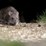hantavirus:-spread-by-rodents,-potentially-fatal,-with-no-specific-cure