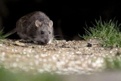 hantavirus:-spread-by-rodents,-potentially-fatal,-with-no-specific-cure