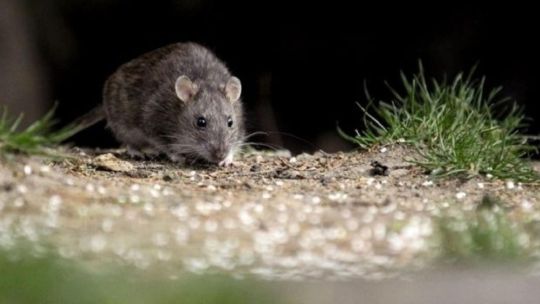 hantavirus:-spread-by-rodents,-potentially-fatal,-with-no-specific-cure