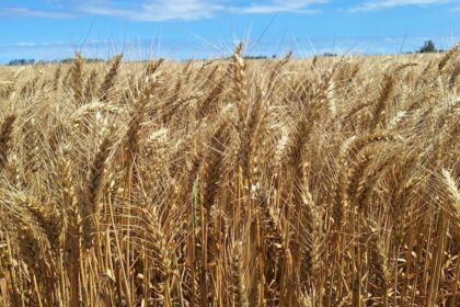 un-bastion-cerealero-se-prepara-para-tener-una-fuerte-caida-en-la-siembra-de-fina
