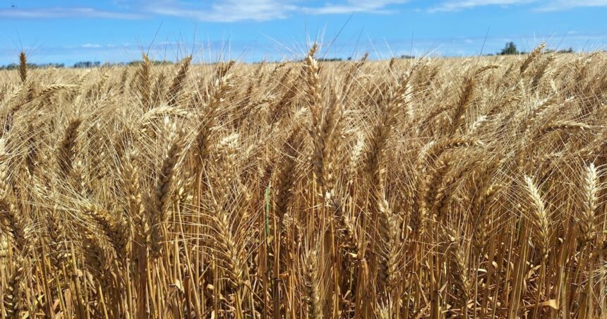 un-bastion-cerealero-se-prepara-para-tener-una-fuerte-caida-en-la-siembra-de-fina
