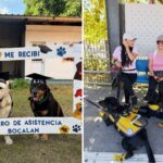 mas-alla-de-las-barreras-|-perros-de-asistencia-y-guia:-¿que-pueden-lograr-en-la-vida-de-las-personas?