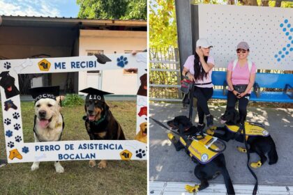 mas-alla-de-las-barreras-|-perros-de-asistencia-y-guia:-¿que-pueden-lograr-en-la-vida-de-las-personas?