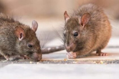 cientificos-advierten-que-el-cambio-climatico-podria-expandir-virus-mortales-trasmitidos-por-roedores