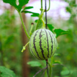 se-realizara-una-capacitacion-sobre-produccion-de-sandia-y-melon-contra-estacion-en-san-vicente