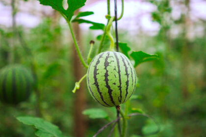 se-realizara-una-capacitacion-sobre-produccion-de-sandia-y-melon-contra-estacion-en-san-vicente