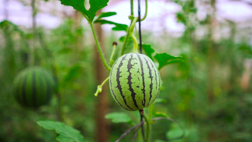 se-realizara-una-capacitacion-sobre-produccion-de-sandia-y-melon-contra-estacion-en-san-vicente