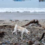 la-otra-cara-del-paraiso:-la-isla-de-bali-se-«ahoga»-bajo-toneladas-de-basura-plastica