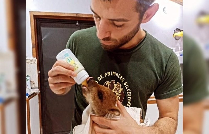 conoce-el-trabajo-de-rehabilitacion-de-la-fauna-silvestre-que-lleva-adelante-el-centro-guira-oga-en-misiones