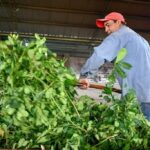 el-ministro-de-hacienda-de-misiones,-adolfo-safran-detallo-la-entrada-en-vigencia-del-descuento-de-cheques-sin-interes-para-el-sector-yerbatero