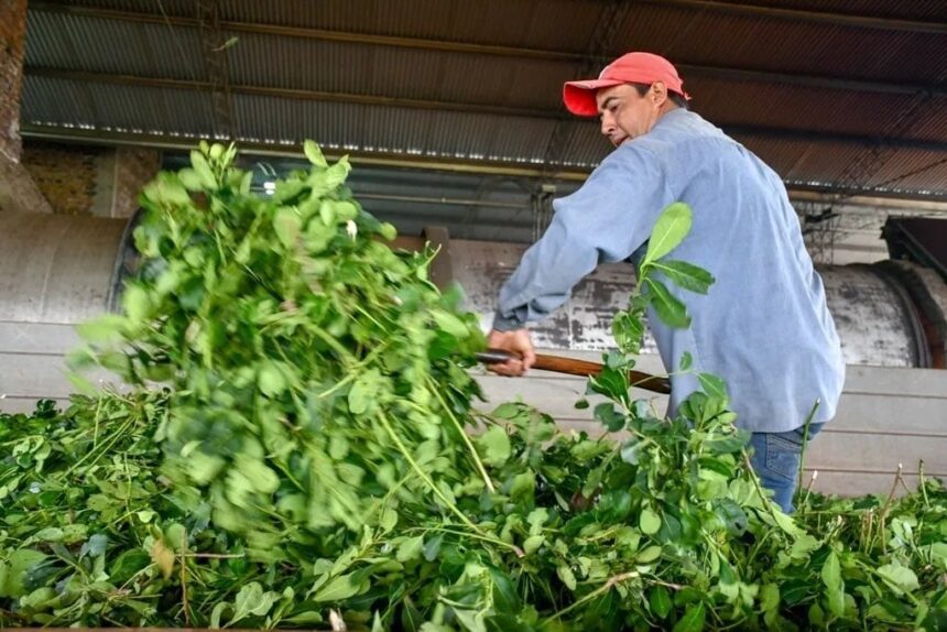 el-ministro-de-hacienda-de-misiones,-adolfo-safran-detallo-la-entrada-en-vigencia-del-descuento-de-cheques-sin-interes-para-el-sector-yerbatero