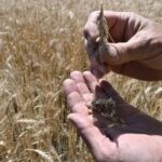 mejoras-en-el-precio-del-trigo:-“el-pico-de-cosecha-en-diciembre-esta-en-unos-230-dolares”