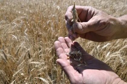 mejoras-en-el-precio-del-trigo:-“el-pico-de-cosecha-en-diciembre-esta-en-unos-230-dolares”