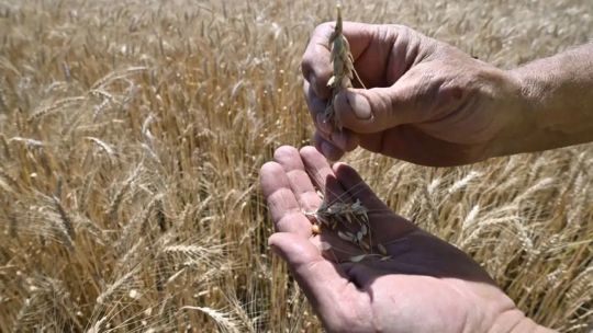 mejoras-en-el-precio-del-trigo:-“el-pico-de-cosecha-en-diciembre-esta-en-unos-230-dolares”