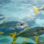 como-es-el-pez-limon,-la-especie-considerada-la-“joya-de-la-corona”-que-comenzo-a-producirse-en-argentina