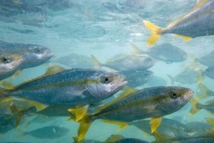 como-es-el-pez-limon,-la-especie-considerada-la-“joya-de-la-corona”-que-comenzo-a-producirse-en-argentina