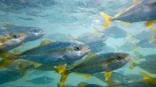 como-es-el-pez-limon,-la-especie-considerada-la-“joya-de-la-corona”-que-comenzo-a-producirse-en-argentina