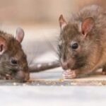 argentina’s-health-ministry-says-experts-will-travel-to-ushuaia-to-test-rodents-for-hantavirus
