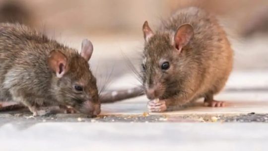 argentina’s-health-ministry-says-experts-will-travel-to-ushuaia-to-test-rodents-for-hantavirus