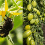 abejorros-ganan-protagonismo-en-el-agro:-mejoran-la-polinizacion-del-tomate-y-aumentan-la-produccion