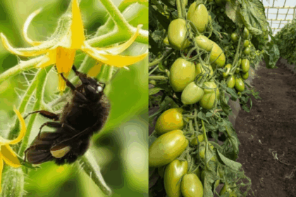 abejorros-ganan-protagonismo-en-el-agro:-mejoran-la-polinizacion-del-tomate-y-aumentan-la-produccion