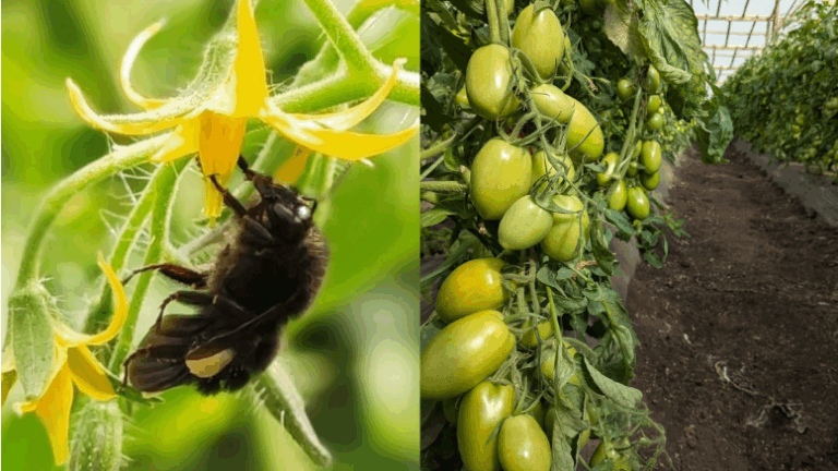 abejorros-ganan-protagonismo-en-el-agro:-mejoran-la-polinizacion-del-tomate-y-aumentan-la-produccion