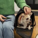cuenta-dni-y-banco-provincia-lanzan-10%-de-ahorro-y-cuotas-sin-interes-en-veterinarias