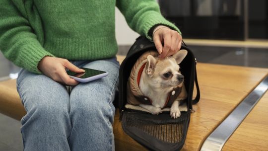 cuenta-dni-y-banco-provincia-lanzan-10%-de-ahorro-y-cuotas-sin-interes-en-veterinarias